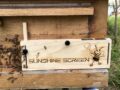 Sunshine Bee-Safe Screens